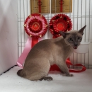 GRAND CHAMPION, West Country & Somerset Cat Club Show 12-9-15
